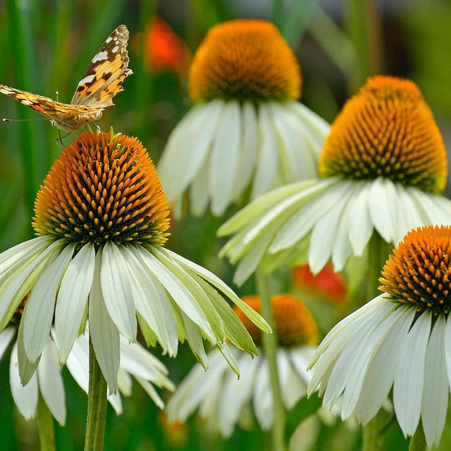 Echinacea (White Swan coneflower) for planting in garden